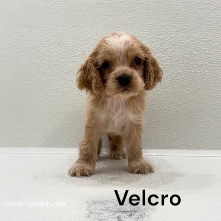 puppy, for, sale, Cocker Spaniel, Joe & Cherri  Overlease, dog, breeder, Miller, MO, dog-breeder, puppy-for-sale, forsale, nearby, find, puppyfind, locator, puppylocator, aca